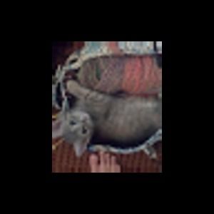 Meet your Posher, Regis